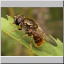 Cheilosia canicularis - Korbbluetler Erzschwebfliege w02.jpg